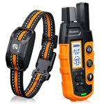 Best Collar for Dog Training