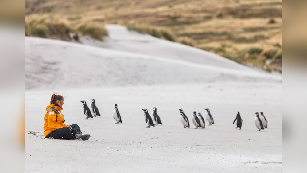 Best Places to See Penguins