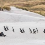 Best Places to See Penguins
