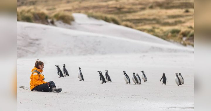 Best Places to See Penguins