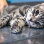 How to Sedate a Cat for Travel