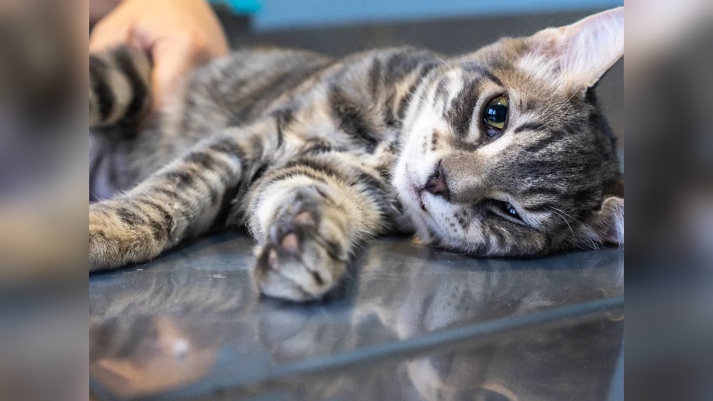 How to Sedate a Cat for Travel