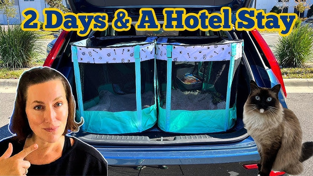 How to Travel With Cats Long Distance