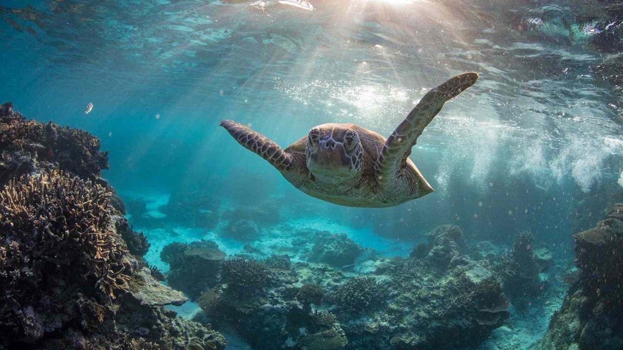 Best Places to Scuba Dive