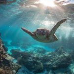 Best Places to Scuba Dive