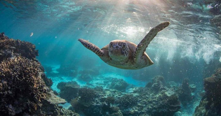 Best Places to Scuba Dive