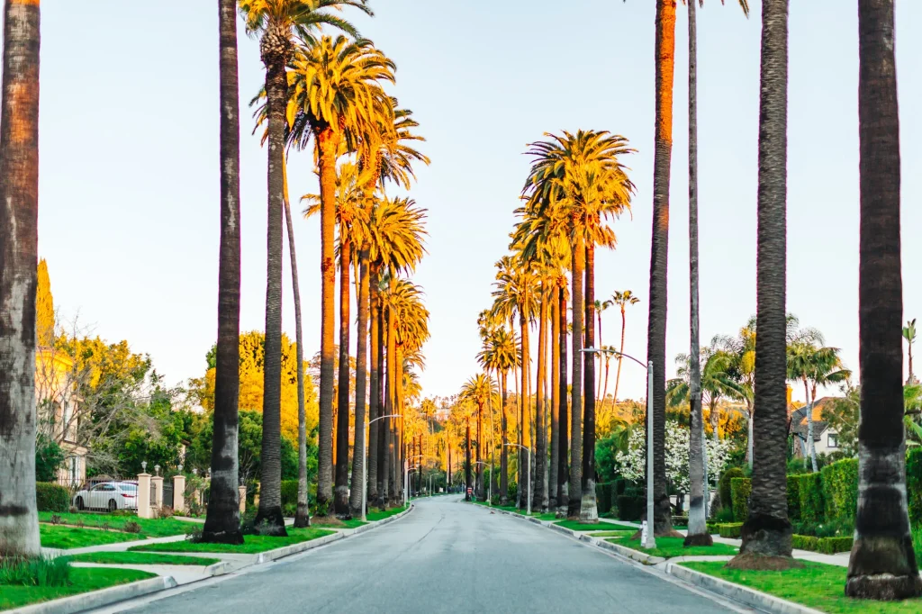 carmelita avenue palm trees