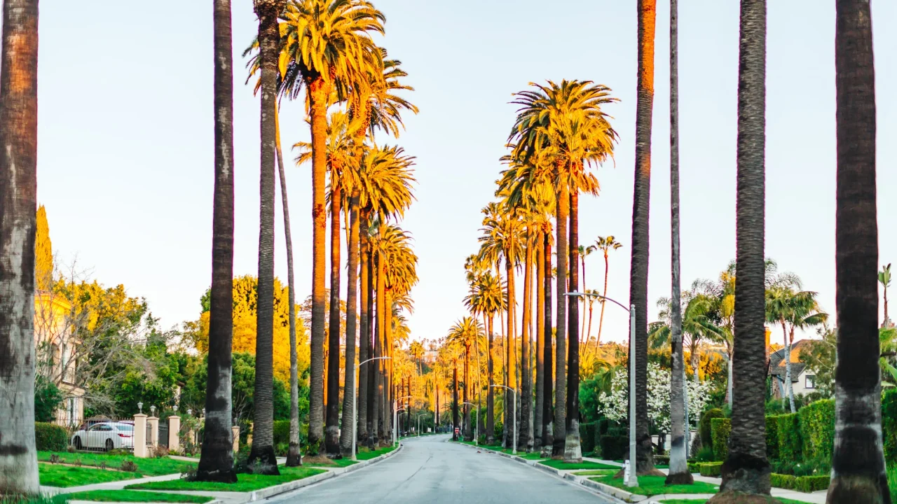 carmelita avenue palm trees