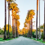 carmelita avenue palm trees