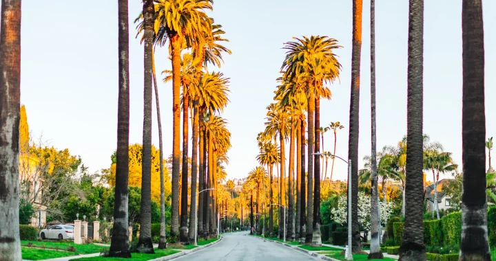 carmelita avenue palm trees
